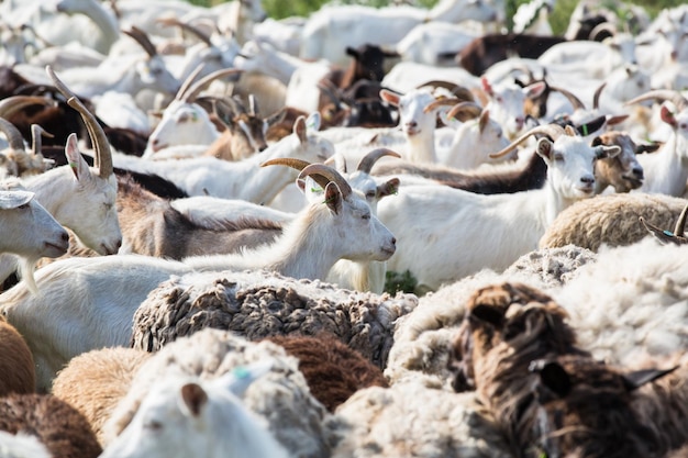 Herd of milk goats