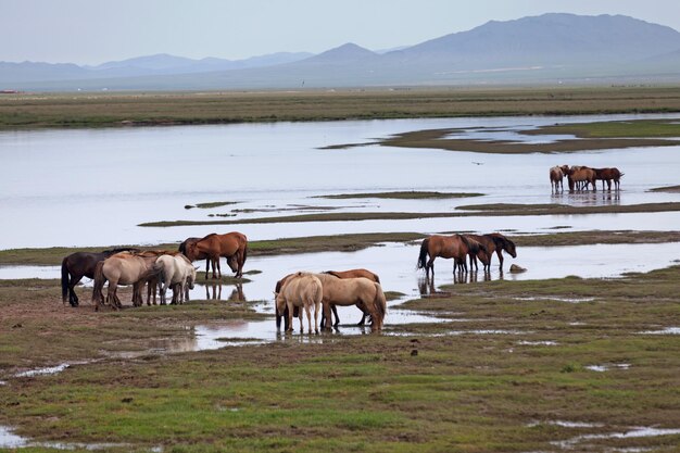 Herd of Mongolian horses