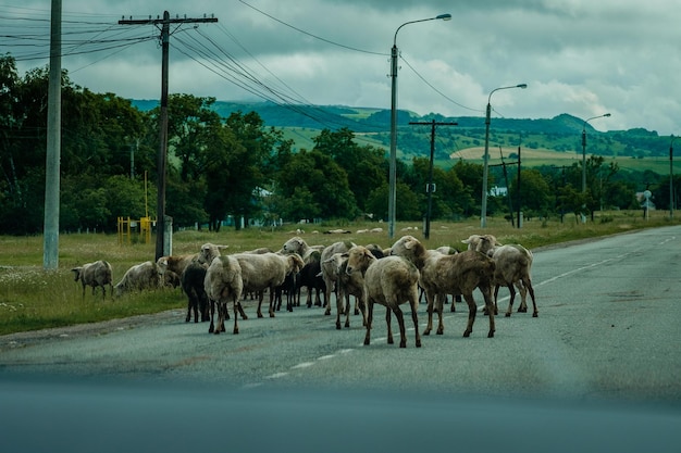 Herd of rams walking along doge