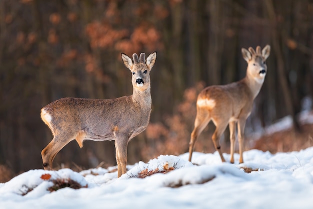 Herd of roe deer on snow in winter at sunset with forest