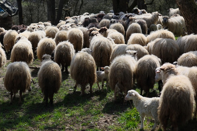 A herd of sheep are grazing in a field