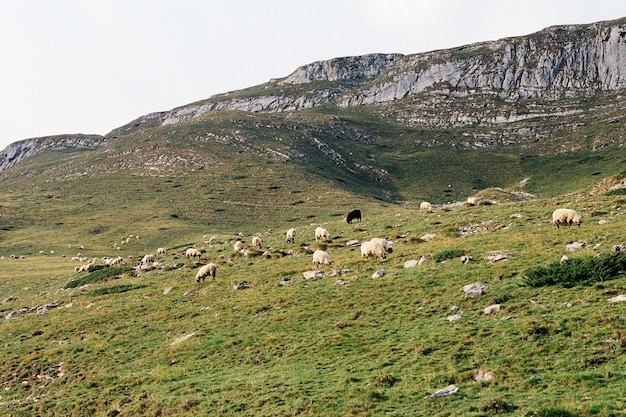 Herd of sheep grazes on a green pasture in the mountains