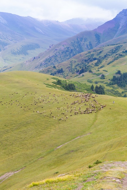 A herd of sheep grazes high in the mountains Agriculture Pasture in the mountains jailoo Kyrgyzstan