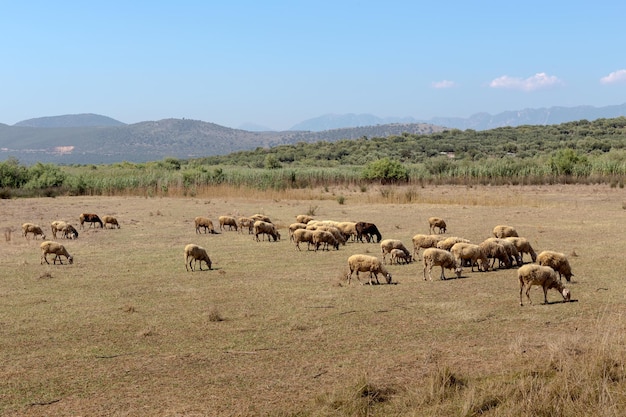 Herd of sheep grazing on a mountain meadow Epirus Greece