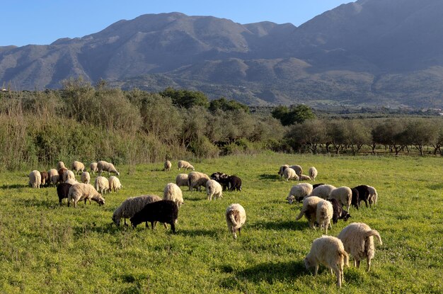 Herd of sheep grazing on a mountain meadow