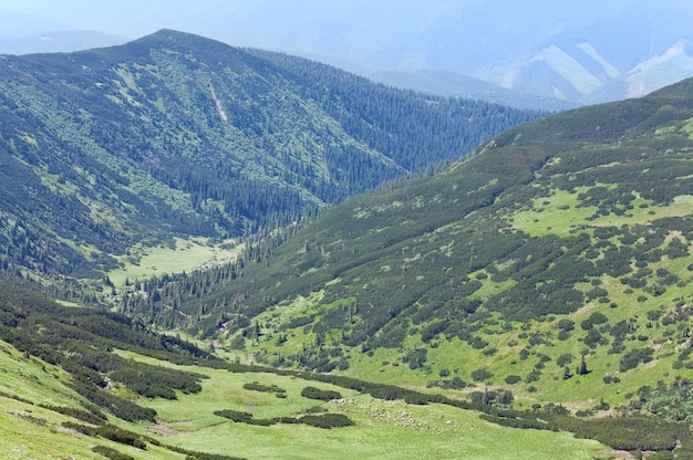 Herd of sheep on green summer mountain pasture (Carpathian Mountains, Ukraine)