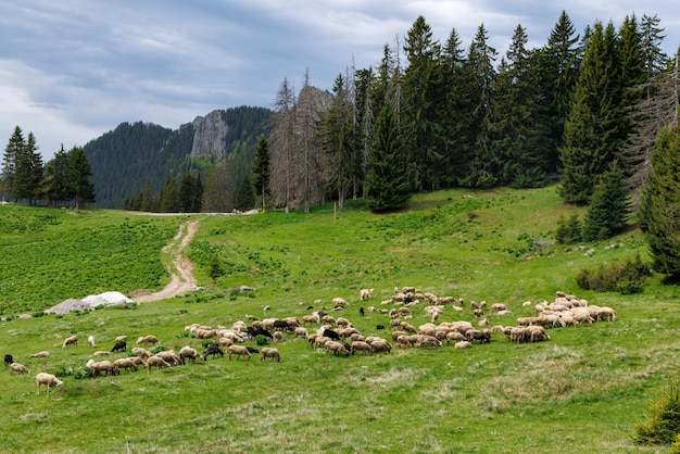 Herd of sheep on meadow on hillside against backdrop of Rhodope mountains with spruce forests and vegetation