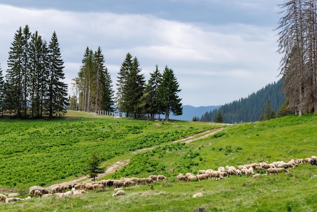 Herd of sheep on meadow on hillside against backdrop of Rhodope mountains with spruce forests and vegetation