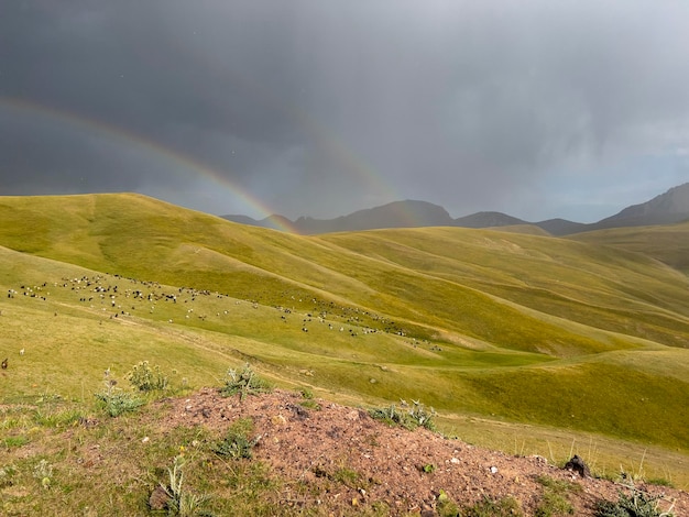 Herd of sheep on the meadow under the rainbow