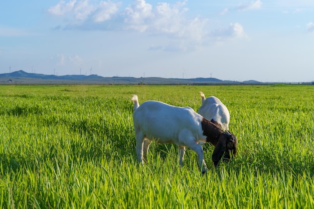 Herd of sheep on an open meadow in summer