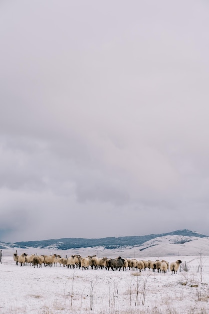 Herd of sheep walks through a snowcovered pasture in a mountain valley