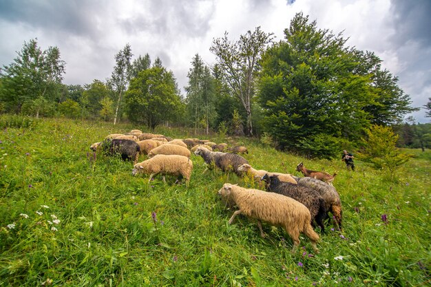 The herd of sheeps grazes in the green hills field. Rural farming.