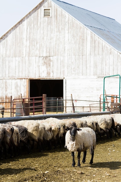 Herd of suffolk sheep on the midwest farm.