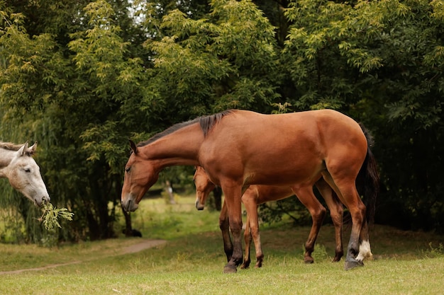 A herd of three horses graze in the autumn meadow