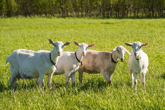 Herd of white goats in green grassy meadow in summer