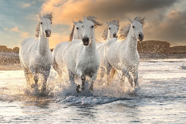 Herd of white horses running through the water. Image taken in Camargue, France.