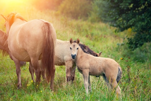 Herd of wild horses on the meadow at sunset