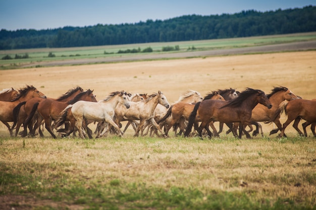 Herd of wild horses run across the field