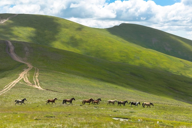 A herd of wild horses runs in the mountains