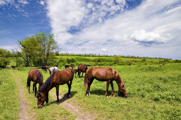 Herd of wild steppe horses on graze