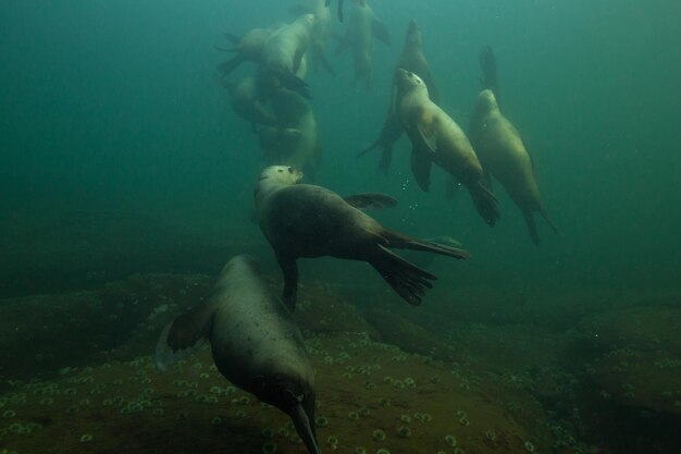 A herd of young sea lions swimming underwater in Pacific Ocean