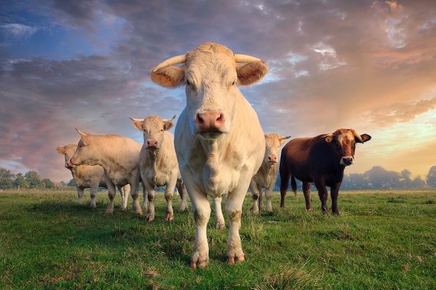 Herd of young white cows on green meadow