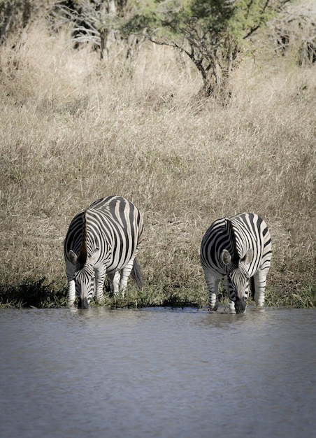 Herd of zebras in the African savannah