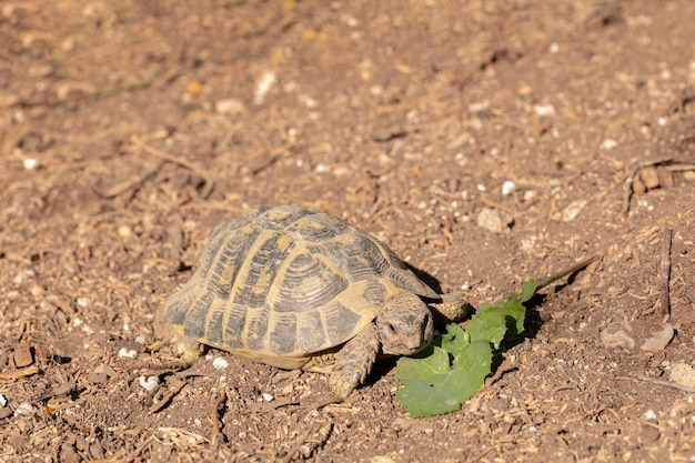 Hermann turtle in freedom outside