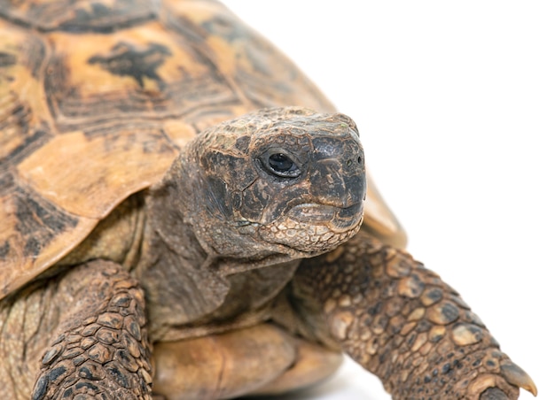 Hermanns Tortoise and baby turtles