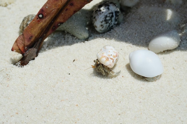 Hermit crab in shell at white sandy beach in Thailand