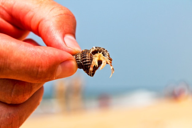 Hermit crab, underwater life of the Indian ocean