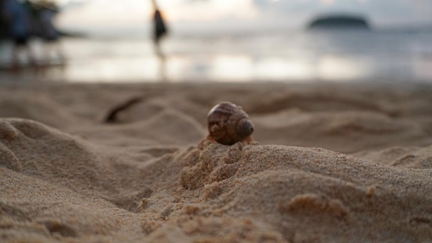 Hermit crab with cute eyes runs on the sand