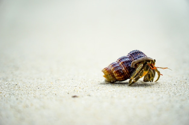 Hermit crabs that use their shells for their habitats along the beach