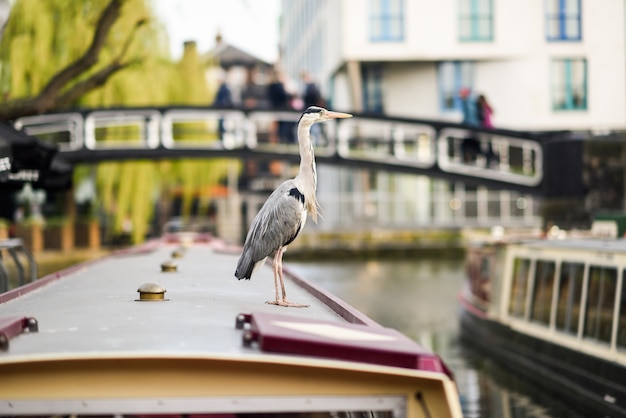 Heron or ardea cinerea in Little Venice, Camden town, London, UK