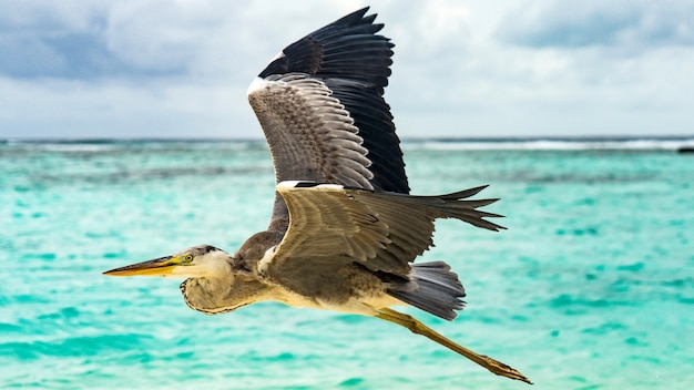 Heron flying over the beach in Maldives.