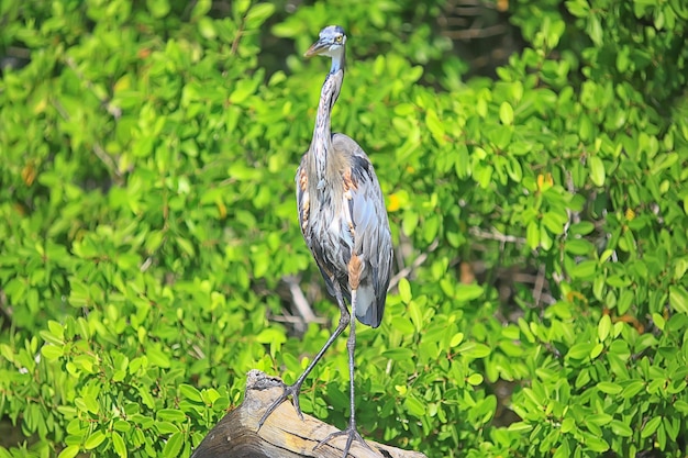 heron mangrove, wildlife, white heron in the jungle