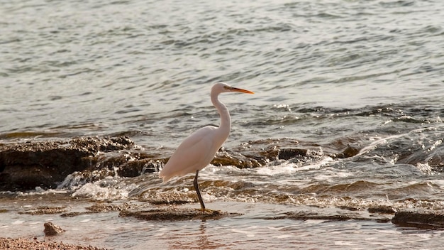 A heron stands in the water on the shore of the Red Sea Egypt Africa