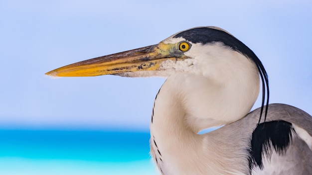 Heron with yellow beak close up and nice seascape background, Maldives.