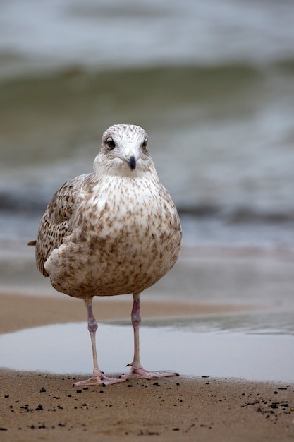 Herring Gull near the sea 