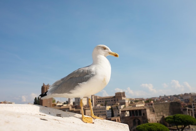 A Herring Gull rest on a ledge as the cityscape of Rome, Italy.