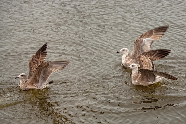 Herring Gulls at sea