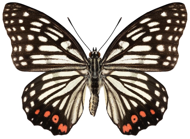 Hestina assimilis butterfly specimen