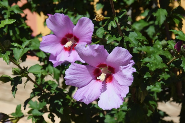 Hibiscus blooms in summer Beautiful pink flowers Hibiscus syriacus