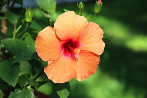 hibiscus close up background