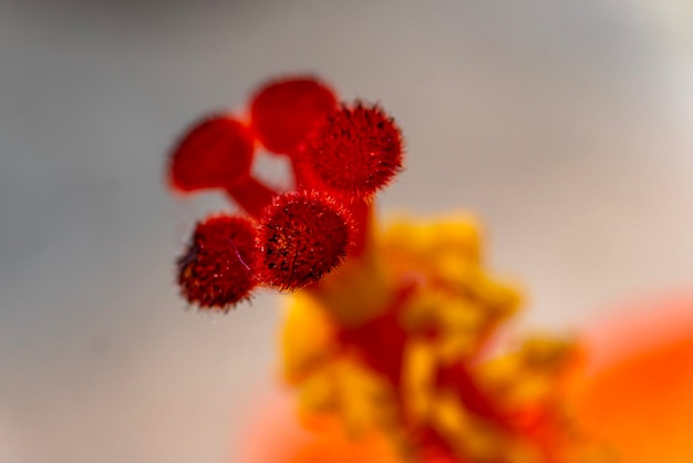 Hibiscus flower and blurred background Romantic colorful beautiful hibiscus flower in nature