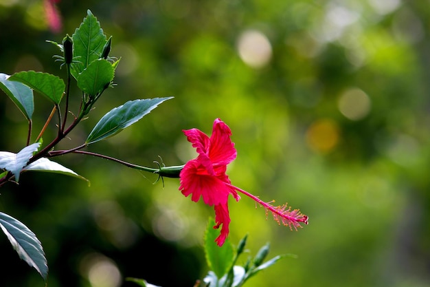 Hibiscus flower in full bloom