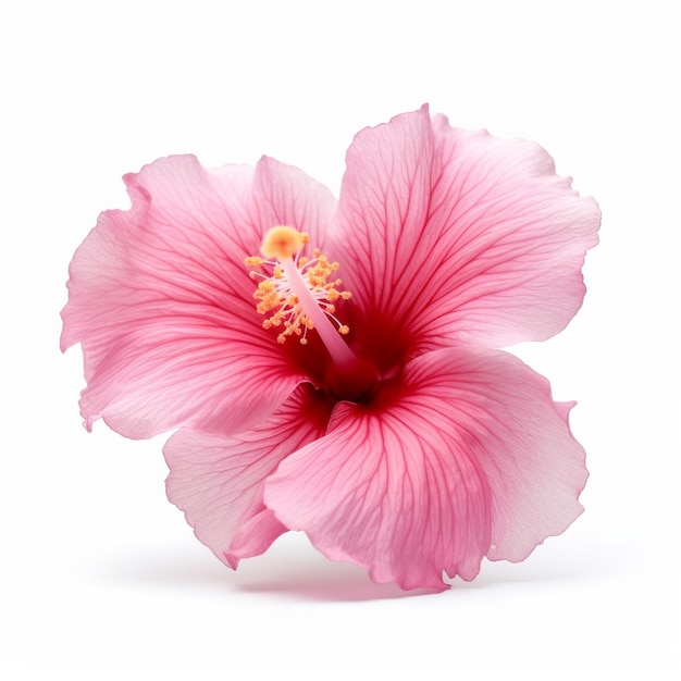 Hibiscus flower isolated Illustration AI GenerativexA