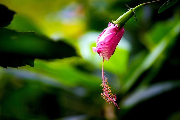 Hibiscus flower in the mallow family Malvaceae in bloom