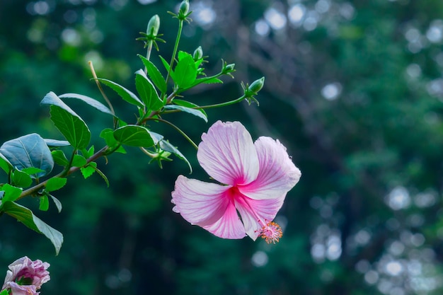 Hibiscus flower in mallow family Malvaceae or rosasinensis known as Shoe Flower in full bloom