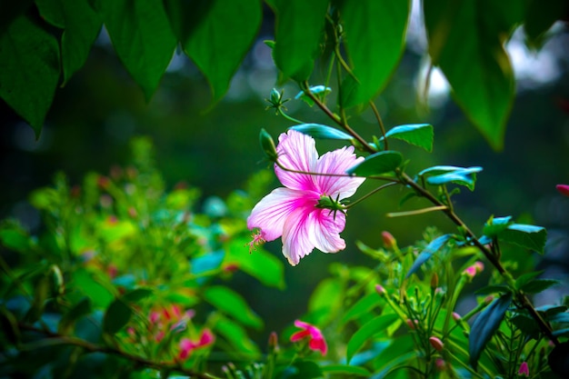 Hibiscus flower in mallow family Malvaceae or rosasinensis known as Shoe Flower in full bloom